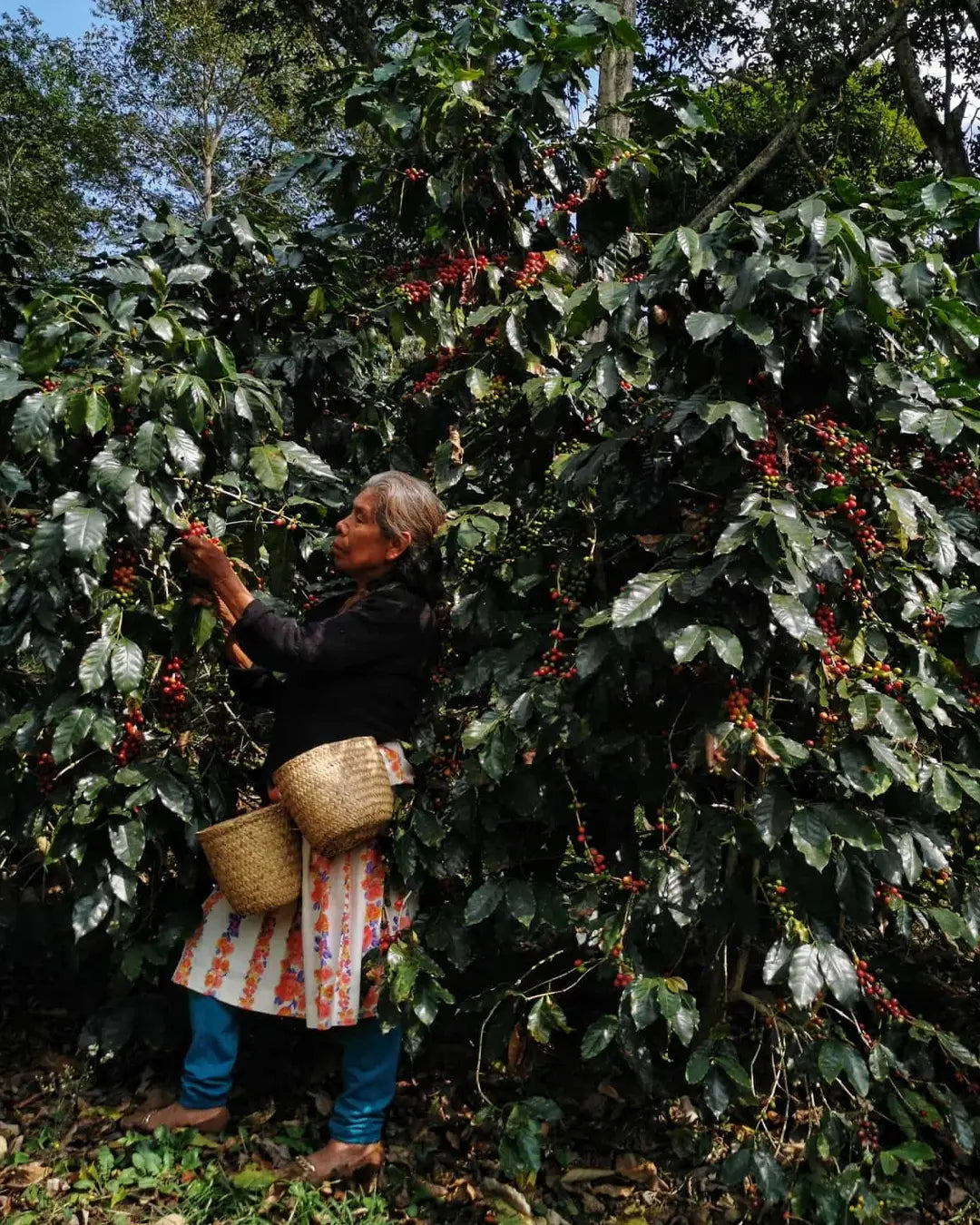 Coop. Rincón Toningo - Comunity Lot - Washed