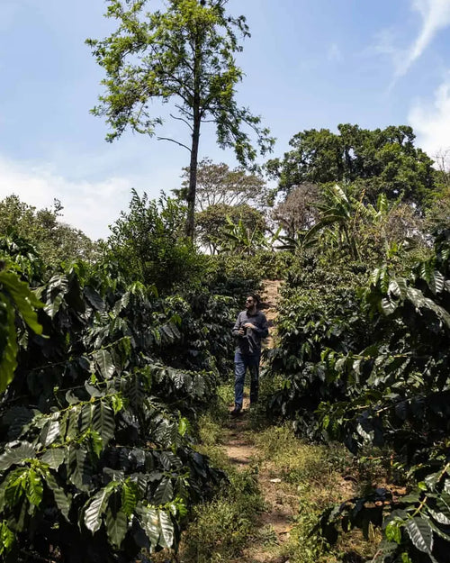 Finca Alina - Geisha - Natural