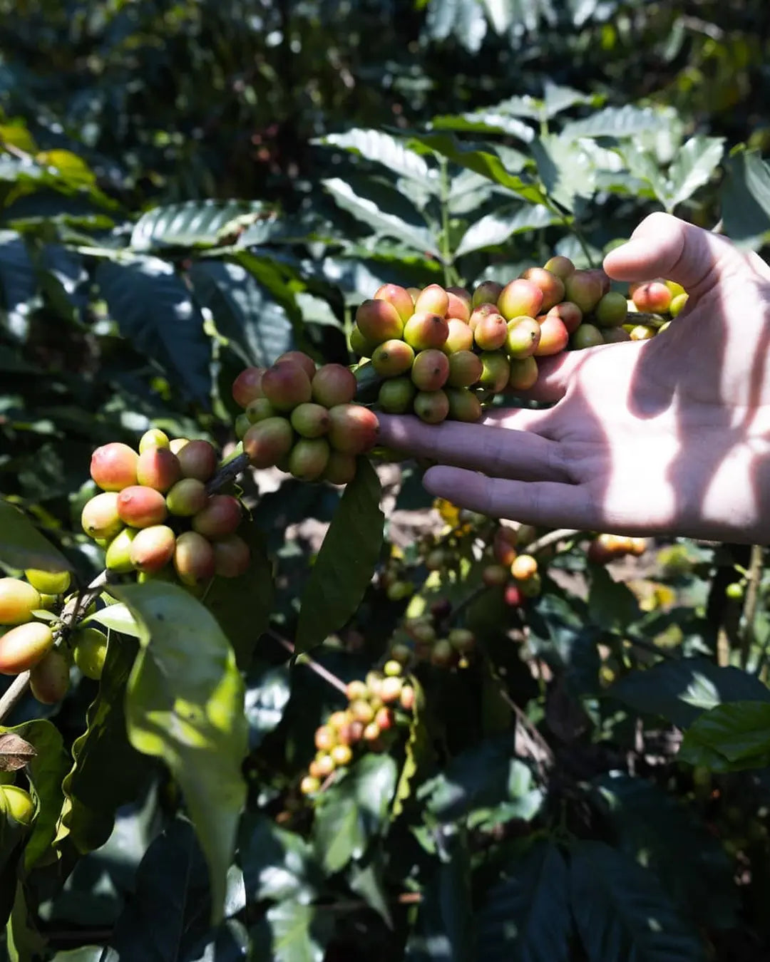Finca Alina - Geisha - Natural
