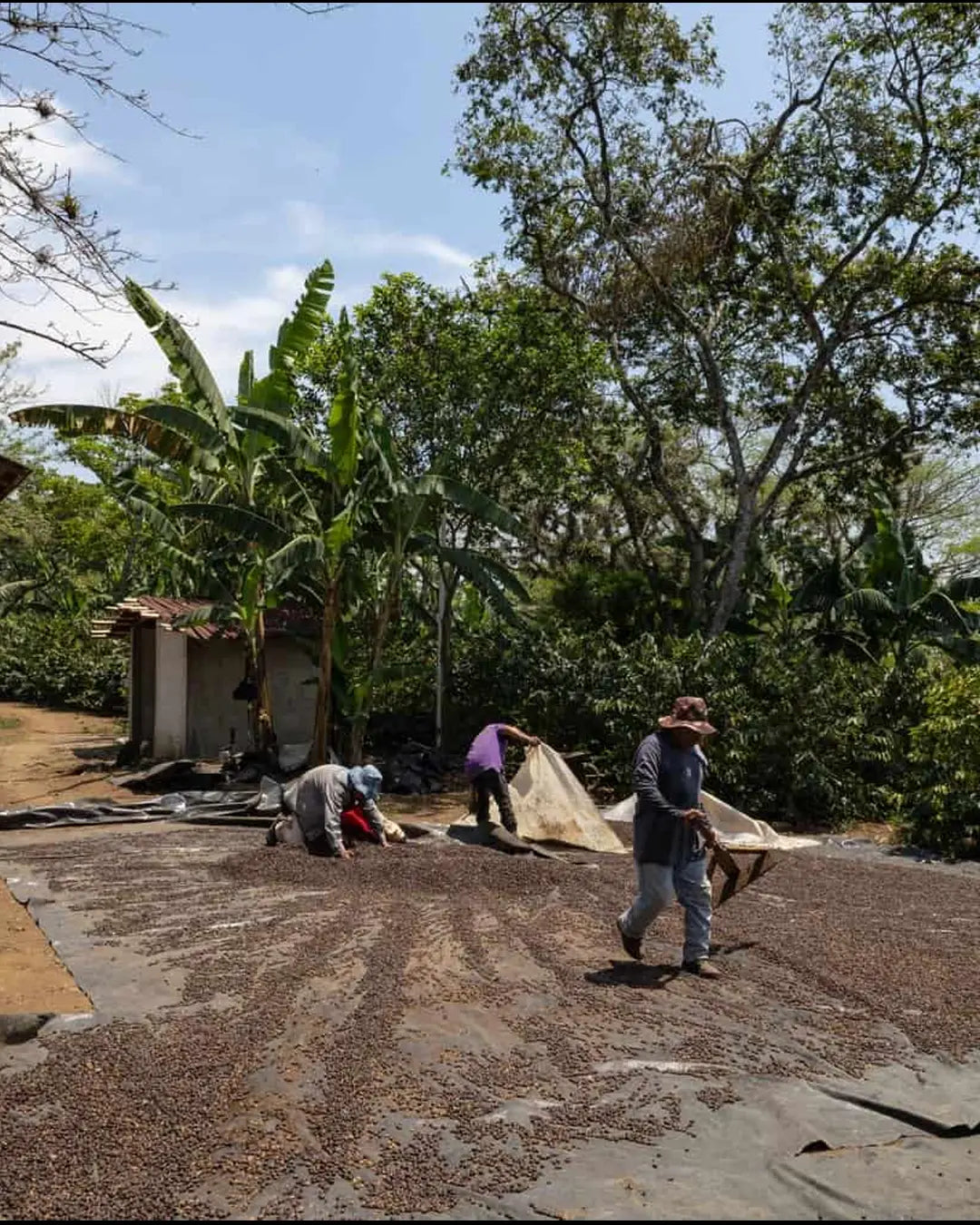 Finca Alina - Geisha - Natural
