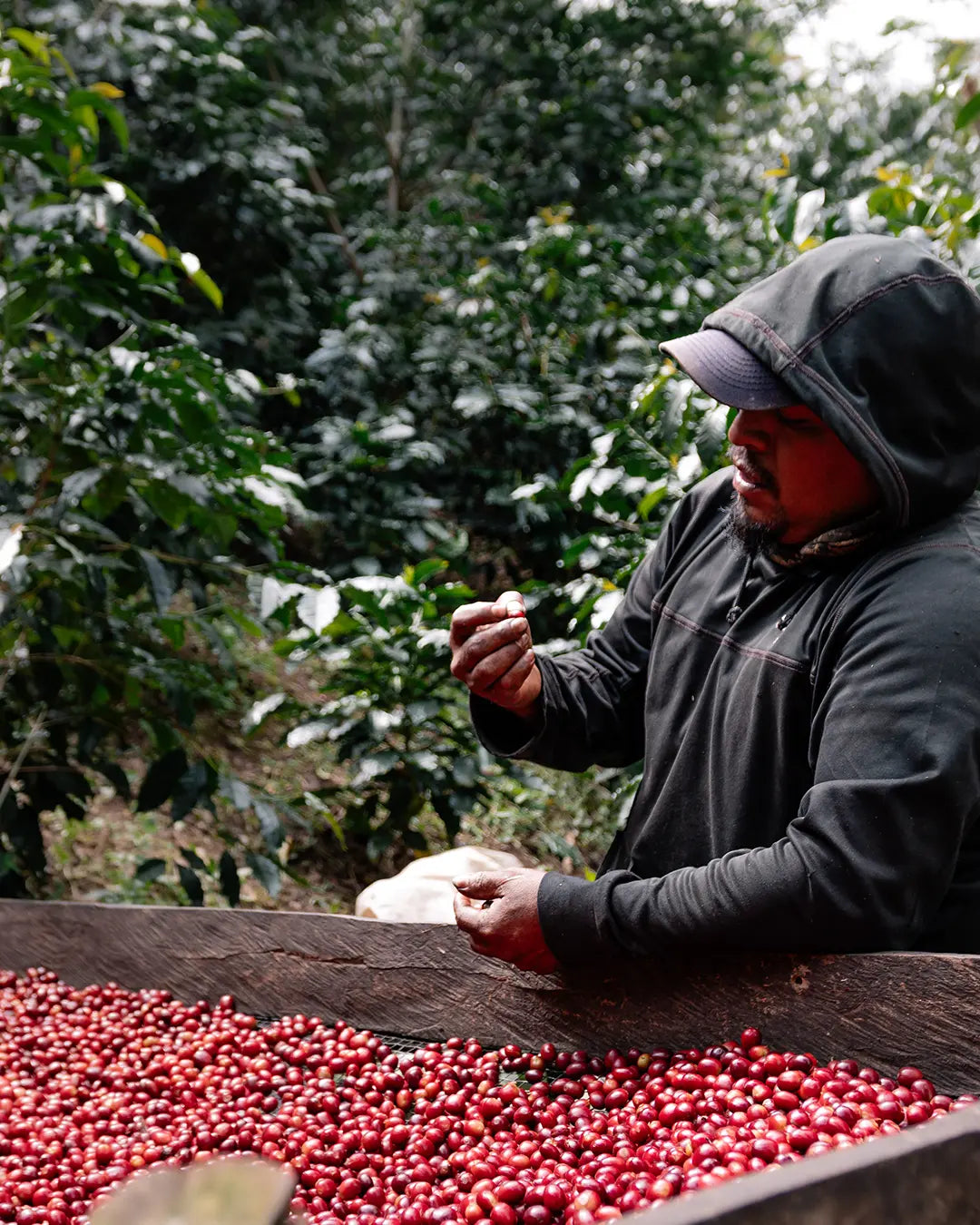 Sergio Montiel - Geisha - Red Honey